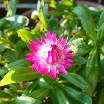 ムギワラギク属の投稿画像一覧 Greensnap グリーンスナップ