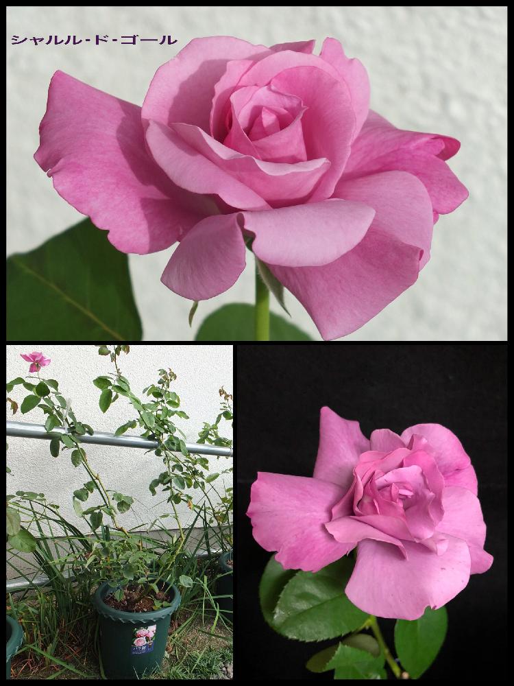 シャルル ド ゴールの投稿画像 By Citrusさん 香りの良いバラとバラ 鉢植えとバラ 人名 18月10月9日 Greensnap グリーンスナップ