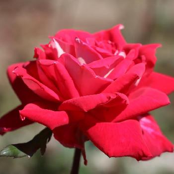 薔薇 ラブの画像 by Mr. マーさん | お出かけ先と薔薇 ラブと相模原北公園と薔薇愛同盟とEOSと花壇
