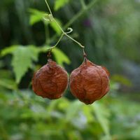 フウセンカズラ,果実,ムクロジ科,水元公園の画像