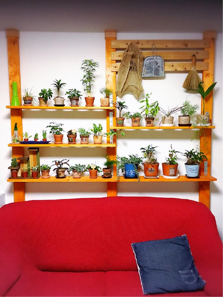 観葉植物の投稿画像 By Numaさん お部屋に花をとdiyと花のある暮らしと飾りとdiy飾り棚と植物棚 18月10月10日 Greensnap グリーンスナップ