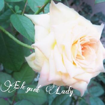 バラ   エレガントレディの画像 by つーさん | 車庫と鉢バラとばら バラ 薔薇とネコ好きとバラ   エレガントレディと花のある暮らし