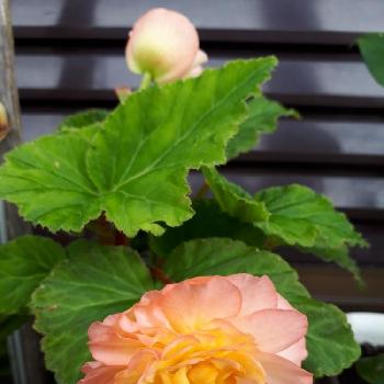 ベゴニアフォーチュンの投稿画像一覧 Greensnap グリーンスナップ