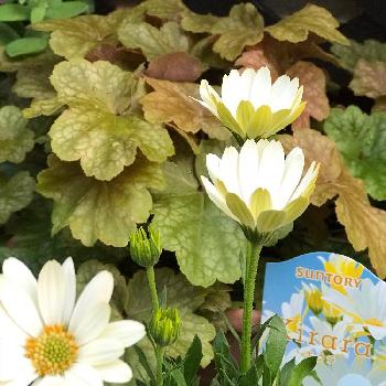 ヒューケラバタークリームの画像 by azusaさん | 車庫と葉が綺麗とヒューケラ♪とヒューケラバタークリームとSUNTORYキララとGS映えとオステオスペルマム。とバイカラーと植中毒とサントリーと鉢植えと可愛いとヒューケラドルチェシリーズと花のある暮らしと白い花とPWプルーブンウィナーズ