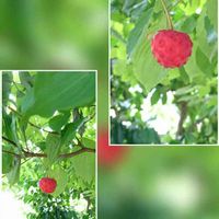 ヤマボウシ,ヤマボウシの実,秋の訪れ,ミズキ科,赤色の画像
