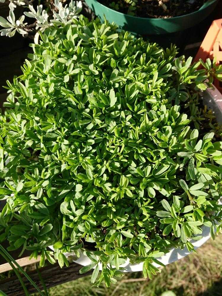 オキザリス✨桃の輝き｜🍀GreenSnap（グリーンスナップ）