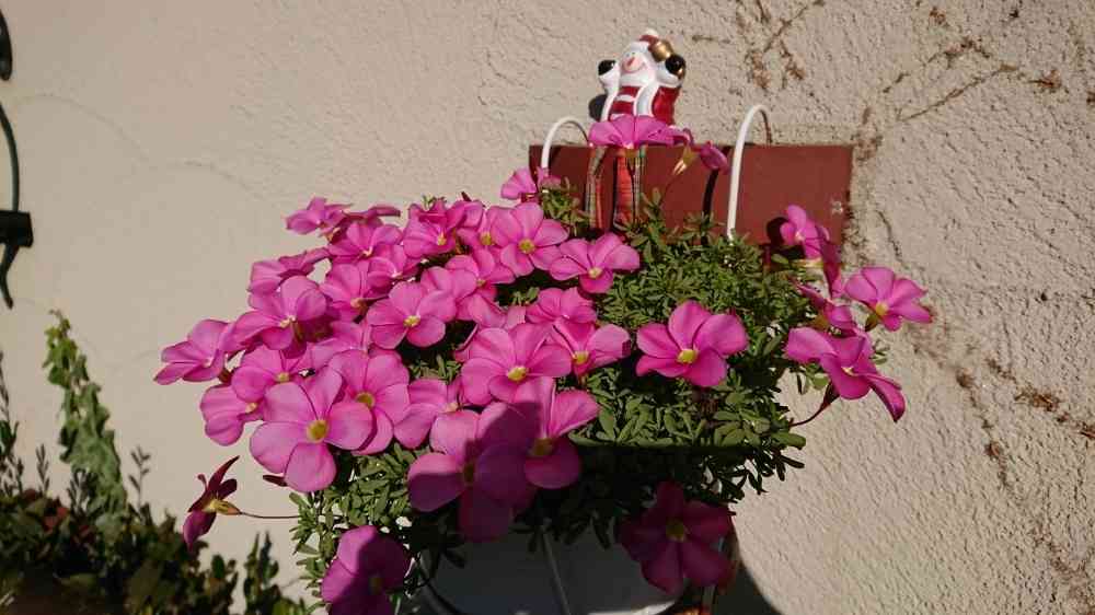 オキザリス　桃の輝き オキザリス 桃の輝き 育て方！植えっぱなしOK？球根の植え方や冬