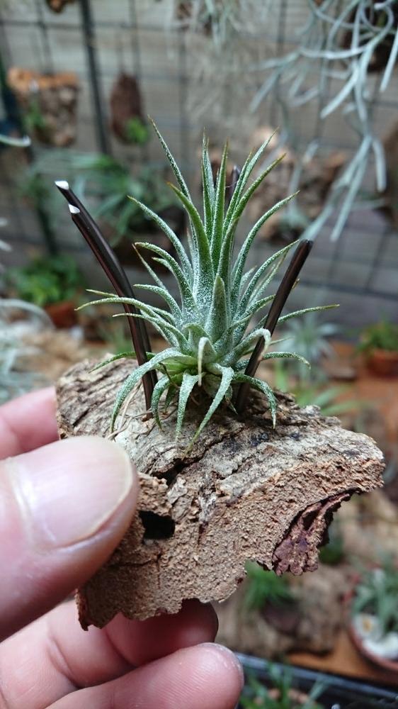 イオナンタ フエゴイエローの投稿画像 By モッティさん チランジアとエアプランツ チランジアと植物のある暮らしと子株さんと植中毒とイオナンタ万歳同盟 ﾟ ﾟ 人 ﾟ ﾟ と珍奇植物とイオナンタ軍団と藤川さんチランジアと温室暮らしとエアプランツとエアープランツ