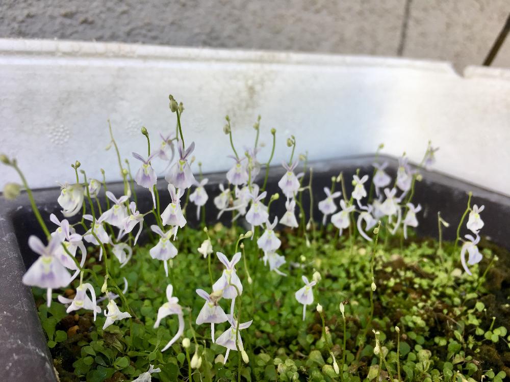 ウサギゴケの投稿画像 By 村人uさん 開花と食虫植物とかわいい とウトリクラリアと植中毒とガーデニングと花のある暮らし 18月10月10日 Greensnap グリーンスナップ