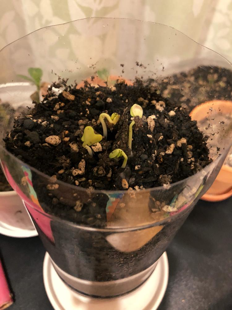 ペットボトルの投稿画像 by miyoshiさん 種まきと大根 とペットボトル大根と発芽と野菜栽培と家庭菜園奮闘日記 2018月10月10日 greensnap グリーンスナップ