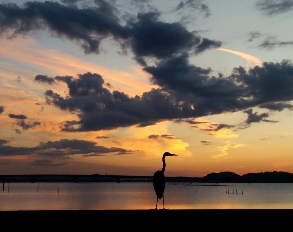 お散歩風景の投稿画像 By Lucky514さん 夕焼け空とgs映えとgs日和と湖の夕景と青鷺と10月の夕焼けと10月の空 18月10月10日 Greensnap グリーンスナップ お散歩風景の投稿画像 By Lucky514さん 夕焼け空とgs映えとgs日和と湖の夕景と青鷺と10月の夕焼けと10月の空 18月10月10日 Greensnap グリーンスナップ