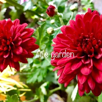 西洋菊の投稿画像一覧 Greensnap グリーンスナップ