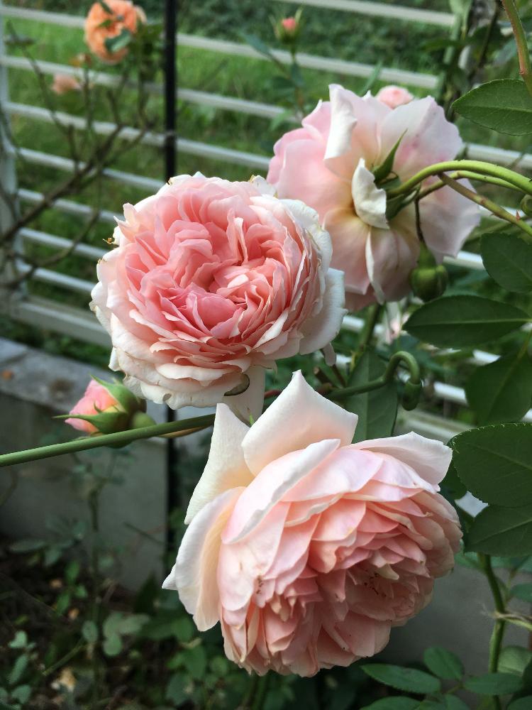 バラ ウィリアムモーリスの投稿画像 By よりさん バラ ウィリアムモリスと小さな庭とばら バラ 薔薇とグラデーションとピンク ピンクとgs映えとナチュラルガーデンと今日のお花とイングリッシュ ローズとズボラガーデナーと可愛いとガーデニングと花のある暮らしと