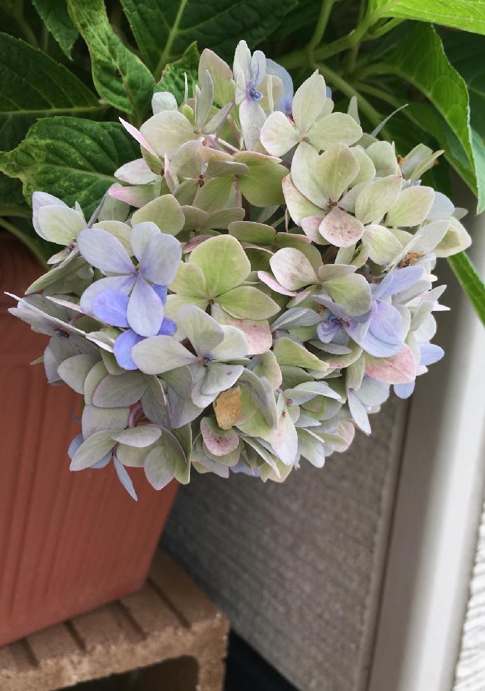 四季咲きアジサイ 霧島の恵の投稿画像 By よりさん エントランスと渋いとグラデーションとナチュラルガーデンと紫陽花 アジサイ あじさい と今日のお花と紅葉 こうよう とアジサイ 紫陽花とズボラガーデナーとガーデニングと花のある暮らしと秋色紫陽花と 秋を感じる 四季咲きアジサイ 霧島の恵の投稿画像 By よりさん エントランスと渋いとグラデーションとナチュラルガーデンと紫陽花 アジサイ あじさい と今日のお花と紅葉 こうよう とアジサイ 紫陽花とズボラガーデナーとガーデニングと花のある暮らしと秋色紫陽花と 秋を感じる