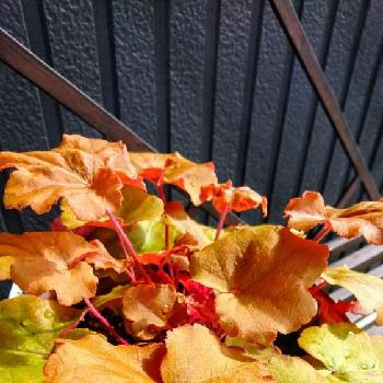 ヒューケラメープルファッジの画像 by ふわふわ。さん | 『秋を感じる』フォトコンテストとヒューケラ♪と花のある暮らしとヒューケラメープルファッジとヒューケラドルチェシリーズ