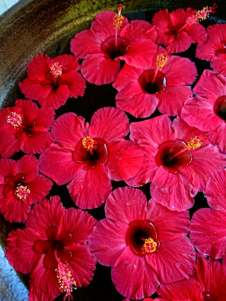 ハイビスカスの投稿画像 By みそしるさん 夏の花ときれいと沖縄旅行と赤い花と花のある暮らしとかわいいな と植物を愛でる 18月10月11日 Greensnap グリーンスナップ