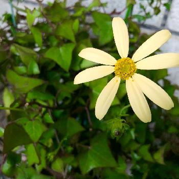 アイビーマーガレット の投稿画像一覧 Greensnap グリーンスナップ