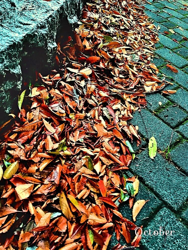 朝の出来事の投稿画像 By 妖精さん 散歩道にてと雨に輝くとありがとう と季節の変化と感謝の思いと気持ちの良い朝とお散歩写真と健気に生きていると自然界から贈りもの と素敵な出会いに感謝と濡れ落ち葉 18月10月12日 Greensnap グリーンスナップ