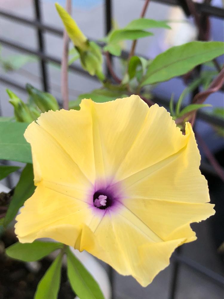 西洋アサガオの投稿画像 By ゆりうすさん 花のある暮らしとgs映えと植中毒と成長記録と小さな庭ときいろいお花大好き協会と花のある暮らしとgs映えと植中毒と成長記録ときいろいお花大好き協会 18月10月12日 Greensnap グリーンスナップ Greensnap 西洋アサガオの投稿画像 By ゆりうすさん 花のある暮らしとgs映えと植中毒と成長記録と小さな庭ときいろいお花大好き協会と花のある暮らしとgs映えと植中毒と成長記録ときいろいお花大好き協会 18月10月12日 Greensnap グリーンスナップ Greensnap