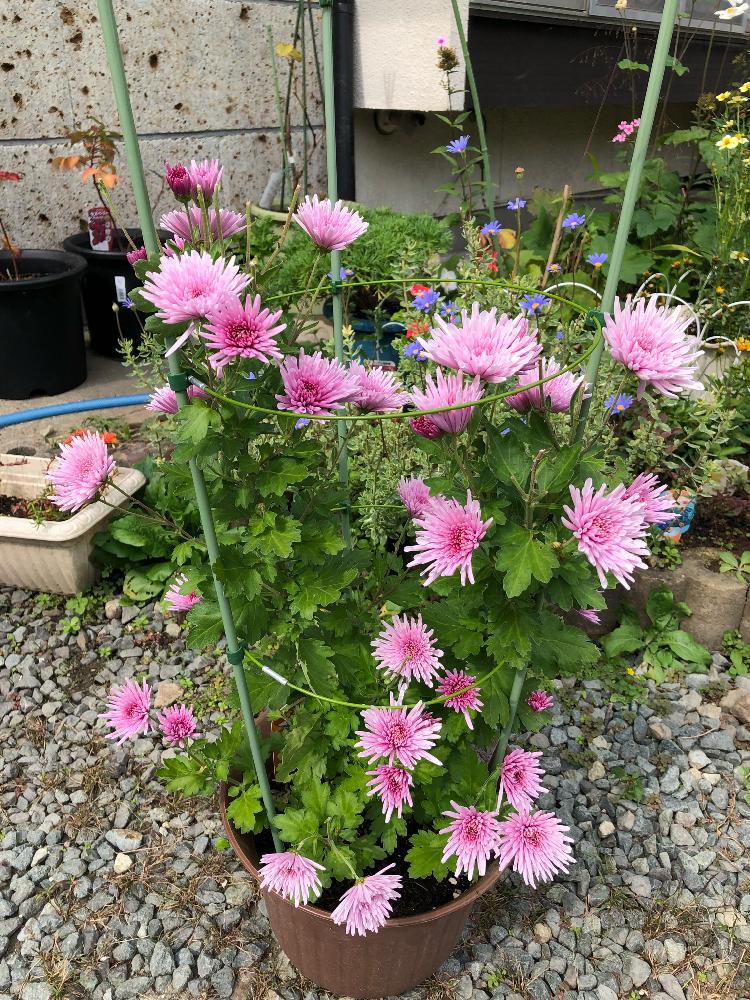 50 素晴らしい秋 プランター 花 最高の花の画像