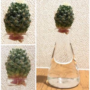 サボテン,サボテン科,サボテン水耕栽培,ダイソーサボテン,ぽむのダイソーナンバーズの画像