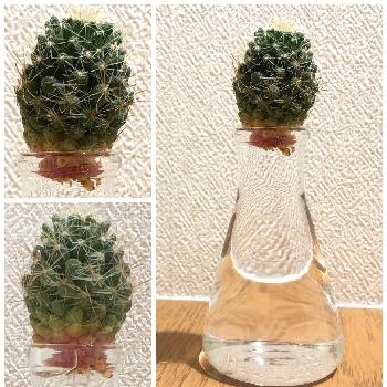 サボテン科,サボテン水耕栽培の画像