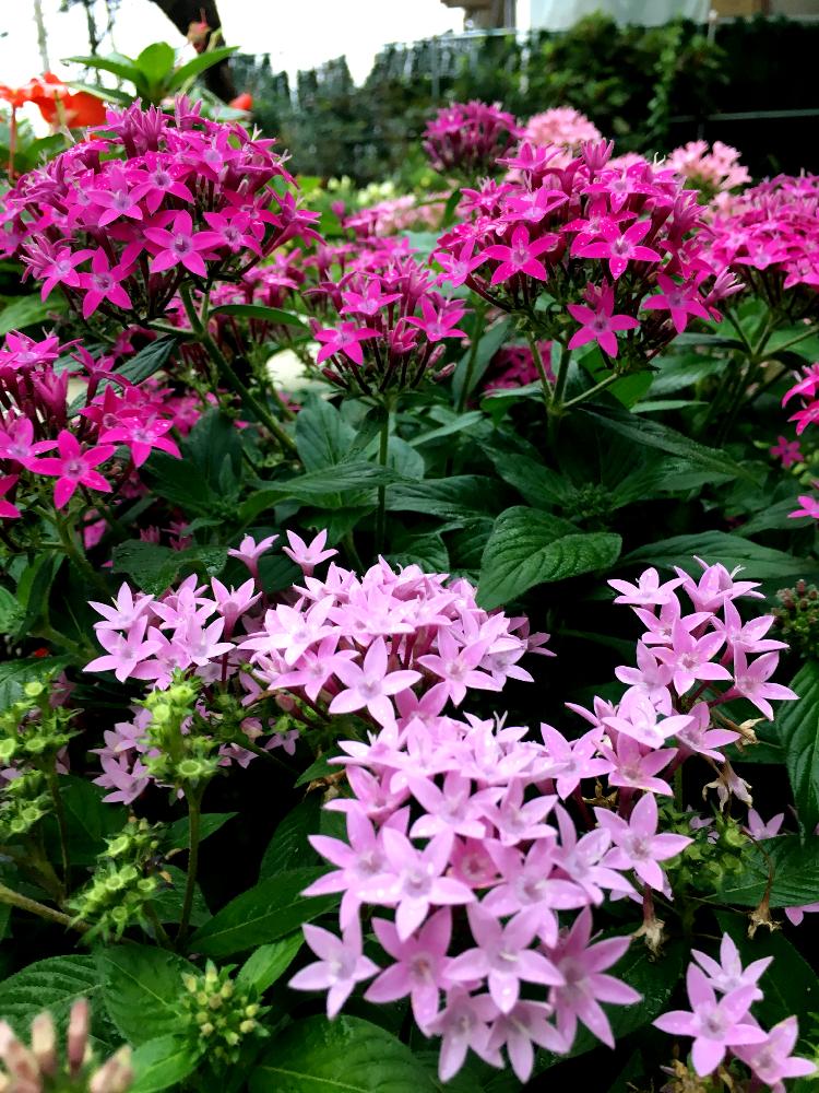 ピンクの花の投稿画像 By ちーさん ありがとう と庭の花と夏の花と花中毒と花のある暮らしとピンクの小花とガーディニングと地植え 18月10月12日 Greensnap グリーンスナップ