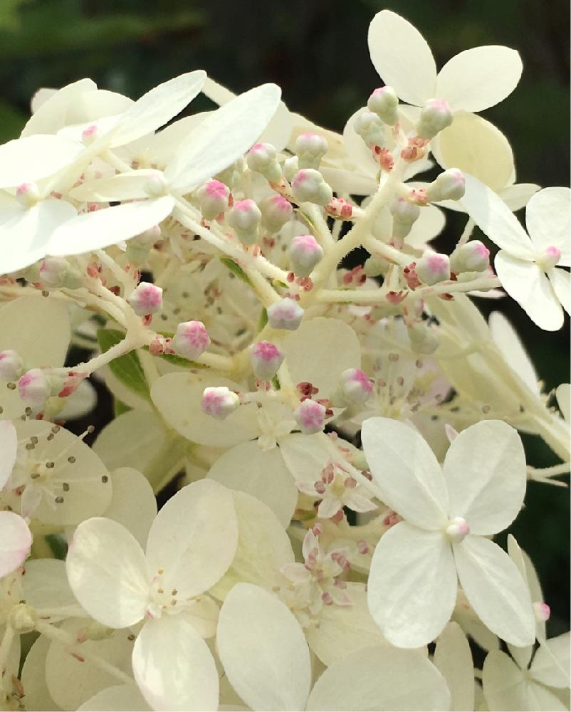 ノリウツギ ライムライトの投稿画像 By よりさん ナチュラルガーデンと紫陽花 アジサイ あじさいと今日のお花と紅葉 こうよう とノリウツギ ライムライトとアジサイ 紫陽花とズボラガーデナーと可愛いとガーデニングと花のある暮らしと 秋を感じる フォトコンテスト