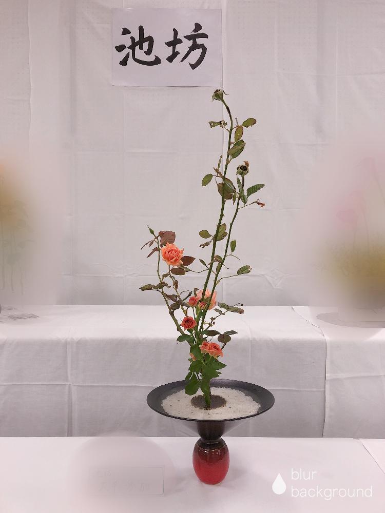 バラの投稿画像 By 咲月さん 池坊と生花正風体と一種生けとインテリアと生花 しょうか と池坊と生花正風体と一種生けと生花 しょうか 18月10月12日 Greensnap グリーンスナップ Greensnap グリーンスナップ