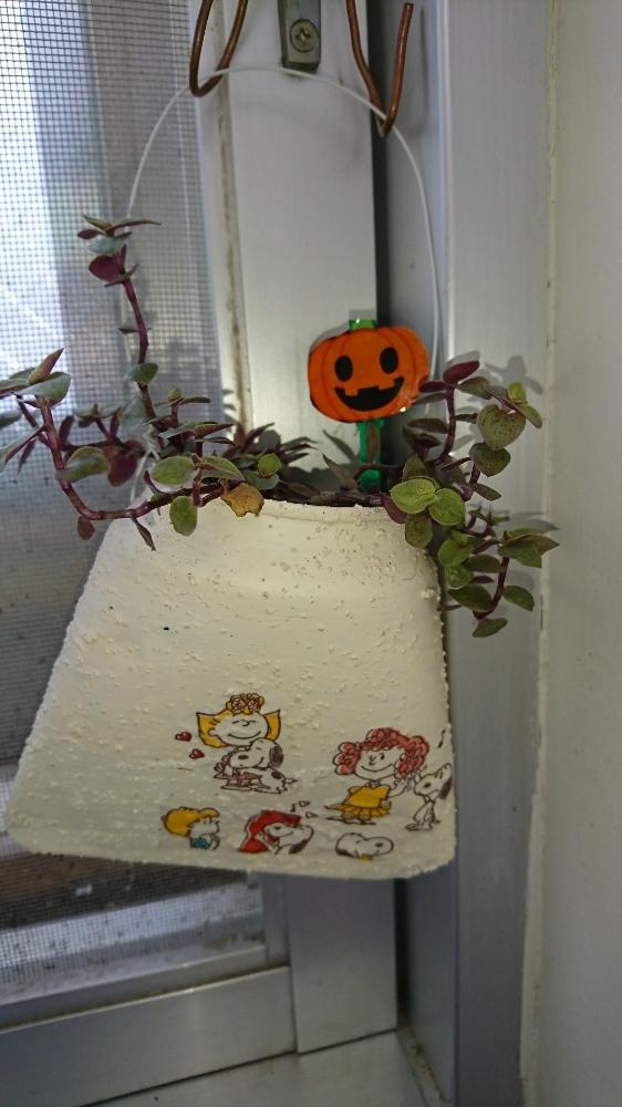 カリシアの投稿画像 By ひのりんさん スヌーピーとウィークエンドタニラーとリメ缶とスヌーピーリメ缶とハロウィンとリメ缶 手作りリメイク缶と植中毒とタニラー 18月10月12日 Greensnap グリーンスナップ カリシアの投稿画像 By ひのりんさん スヌーピーとウィークエンドタニラーとリメ缶とスヌーピーリメ缶とハロウィンとリメ缶 手作りリメイク缶と植中毒とタニラー 18月10月12日 Greensnap グリーンスナップ