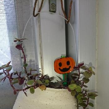 スヌーピーリメ缶の投稿画像一覧 Greensnap グリーンスナップ スヌーピーリメ缶の投稿画像一覧 Greensnap グリーンスナップ