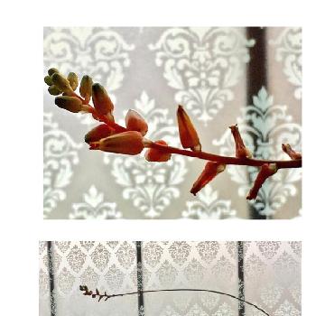 アロエ  ディスコイングシーの画像 by ゆっこさん | 窓辺と多肉植物とアロエ科とディスコイングシー✨とアロエ属とタニラーとアロエ  ディスコイングシーと花のある暮らし