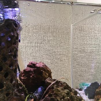 クリプトコリネバランサエの投稿画像一覧 Greensnap グリーンスナップ