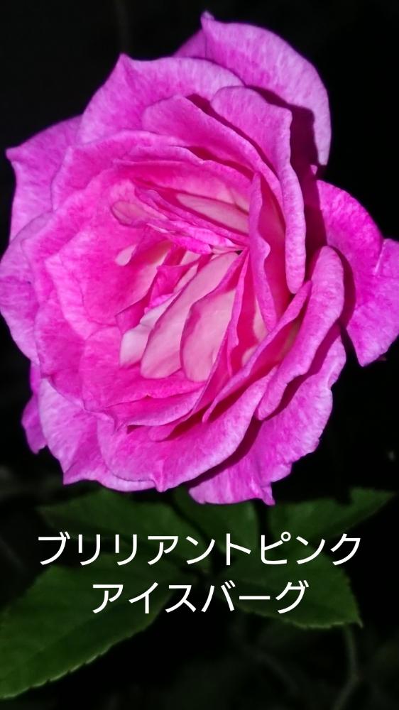ブリリアント ピンク アイスバーグの投稿画像 By Koolさん 花のある暮らしと初心者と薔薇 18月10月12日 Greensnap グリーンスナップ
