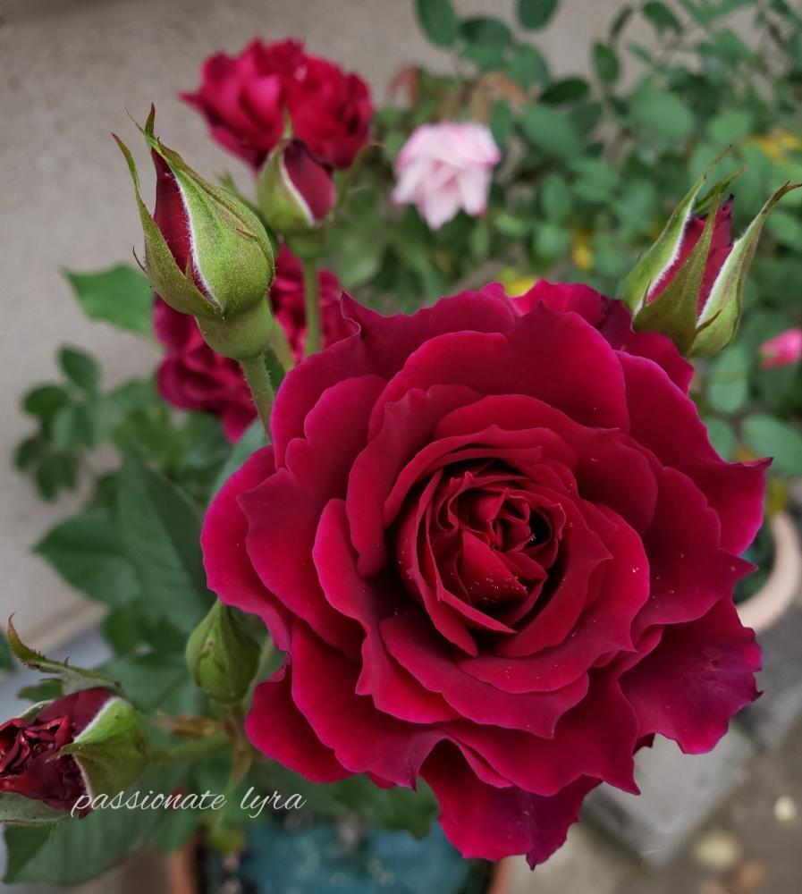 ライラの投稿画像 By Hanamizukiさん 秋バラとゴージャスとばら バラ 薔薇と薔薇に魅せられてと愛していますと美しいとロマンチックと薔薇 と バラ ミニバラと薔薇あどと秋バラとゴージャスとばら バラ 薔薇と薔薇に魅せられてと愛していますと美しいとロマンチックと