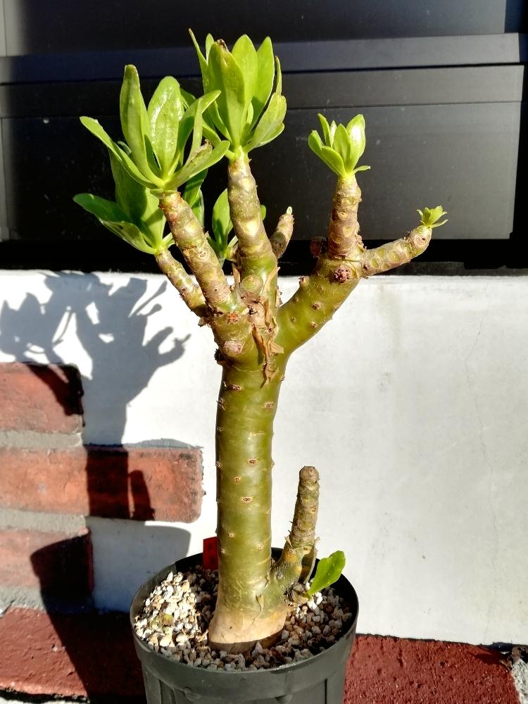 極太チレコドンパニクラーツス阿房宮塊根植物 約30cm