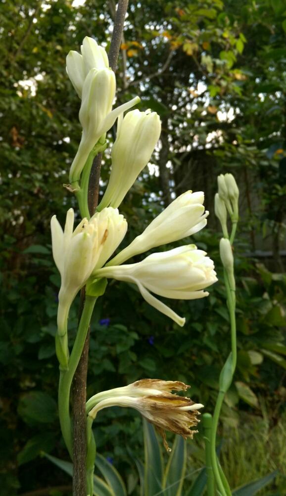 チューベローズの投稿画像 By はてはぁなさん 猛暑に負けないといい香り と素敵なお花とお花楽しみ と球根から育てるとグングン成長と大好き ʾʾと白い 花とこのお花に 18月10月13日 Greensnap グリーンスナップ