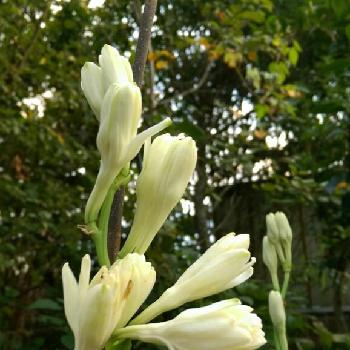 お花楽しみ♪の画像 by はてはぁなさん | テラスとチューベローズと猛暑に負けないといい香り❤と素敵なお花とお花楽しみ♪と球根から育てるとグングン成長と大好き♡︎ʾʾと白い花とこのお花に❤