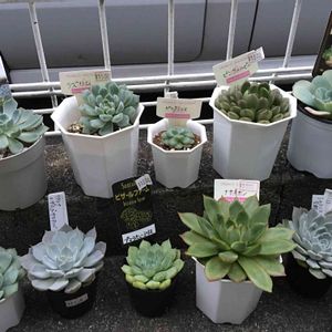 寄せ植え,多肉植物,観葉植物,多肉植物寄せ植え,リメ缶の画像