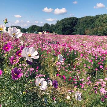 リフレッシュパーク豊浦の画像 by imutaさん | お出かけ先とコスモスとコスモス畑とGS映えとガーデニング初心者とリフレッシュパーク豊浦と花のある暮らし
