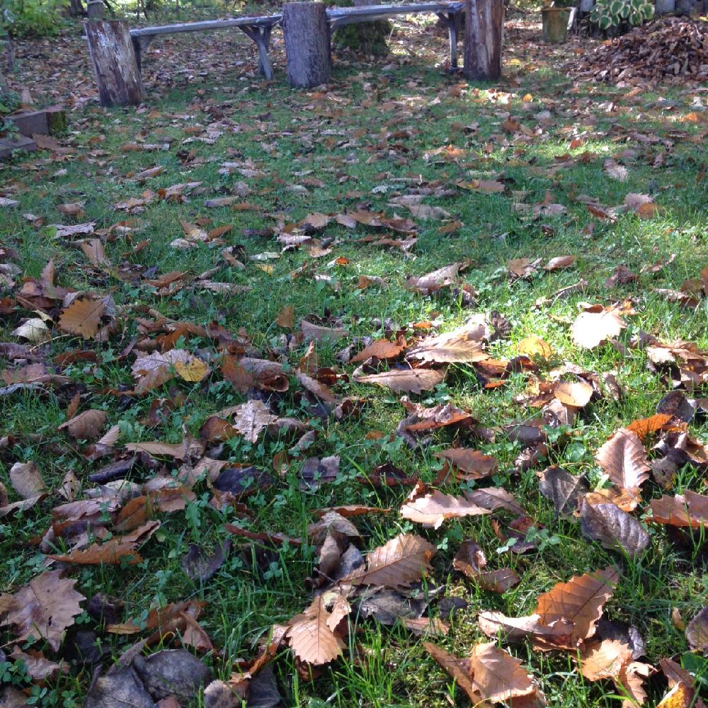 森のガーデンの投稿画像 By Cloverさん 芝生の庭とガーデニングと北海道と 秋 を感じる フォトコンテストとお出かけ先と手づくりの庭とナチュラルガーデンと森のガーデンと芝生の庭とガーデニングと北海道と 秋を感じる フォトコンテストと手づくりの庭とナチュラル