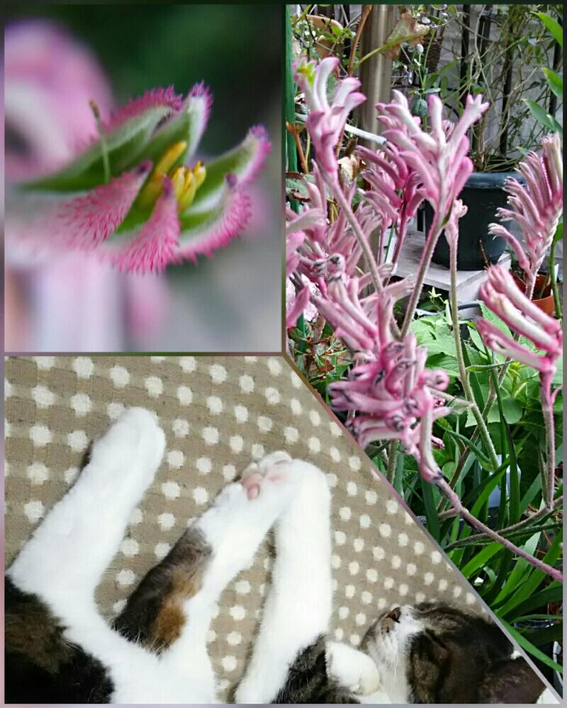 カンガルーポーの投稿画像 By Kikorinさん ネコのいる暮らしと鉢植えのお花と面白い名前 とgs映えと美しい とねこ愛が止まらないとお花が好き とマニアックと私の癒し系達 とガーデニングと珍奇植物と花のある暮らし 18月10月14日 Greensnap グリーンスナップ