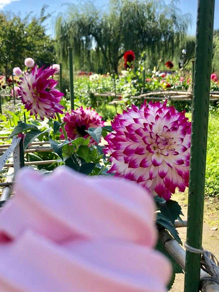 山形 川西ダリア園 Greensnap グリーンスナップ