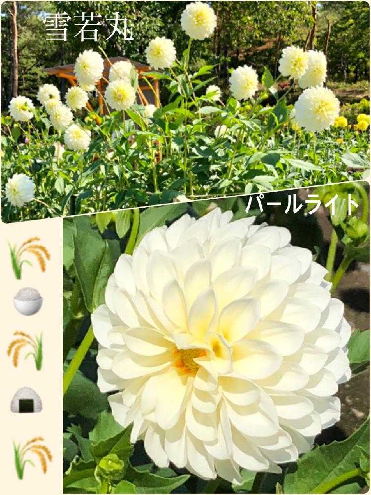 山形 川西ダリア園 Greensnap グリーンスナップ