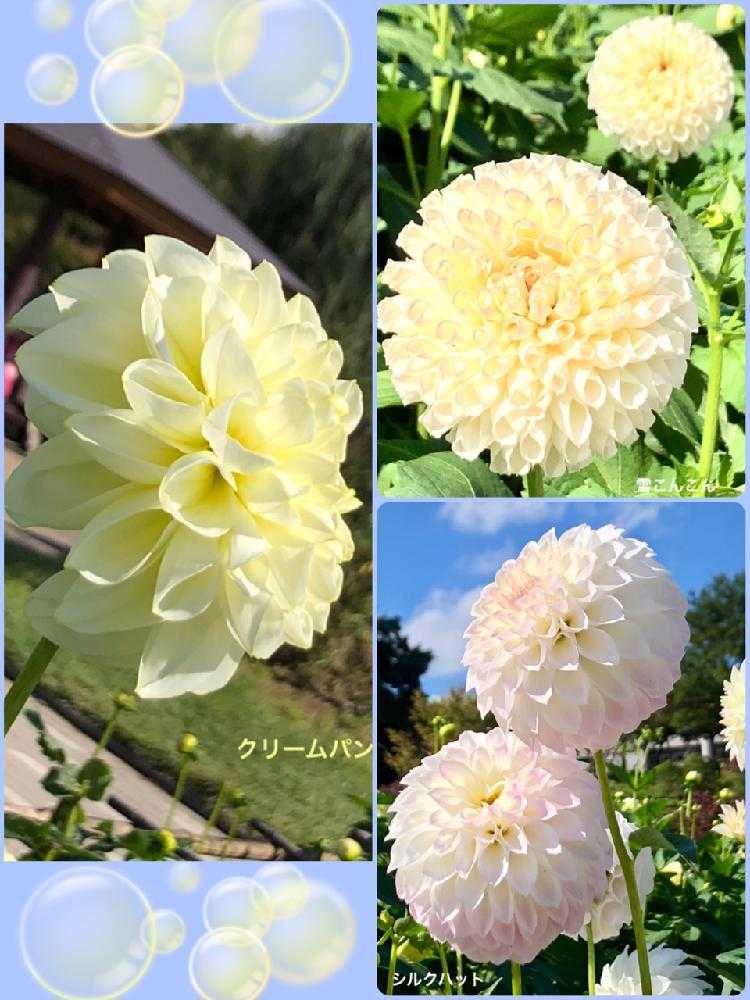 山形 川西ダリア園 Greensnap グリーンスナップ