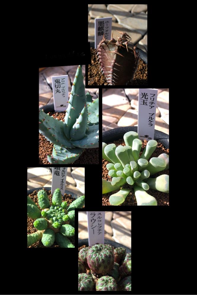 多肉植物の投稿画像 By 有限会社スリーフラワーさん 本庄市と園芸店とgs映えとちょっぴりレアと植中毒と埼玉県と花のある暮らし 18月10月14日 Greensnap グリーンスナップ