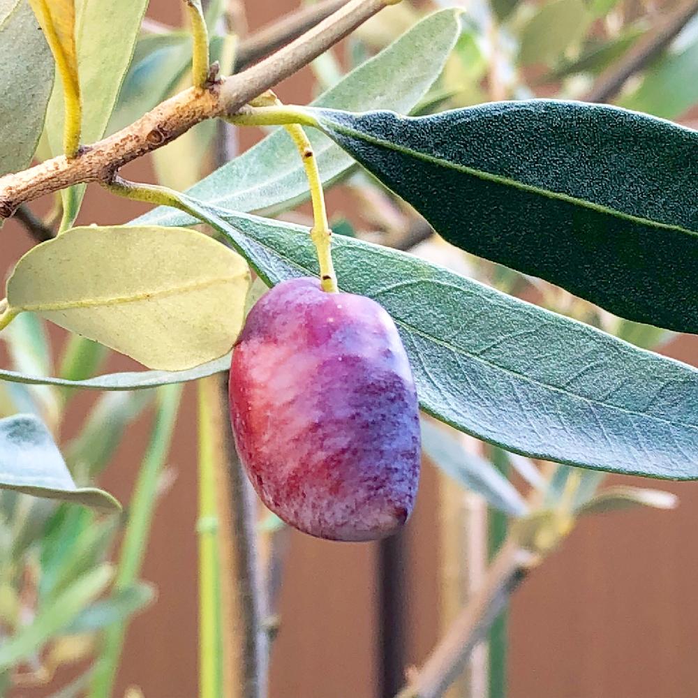 オリーブの投稿画像 By はるひとさん オリーブ カラマタとオリーブの実とオリーブ とオリーブの木 とオリーブの実 とオリーブツリーラバーとオリーブの樹 18月10月14日 Greensnap グリーンスナップ