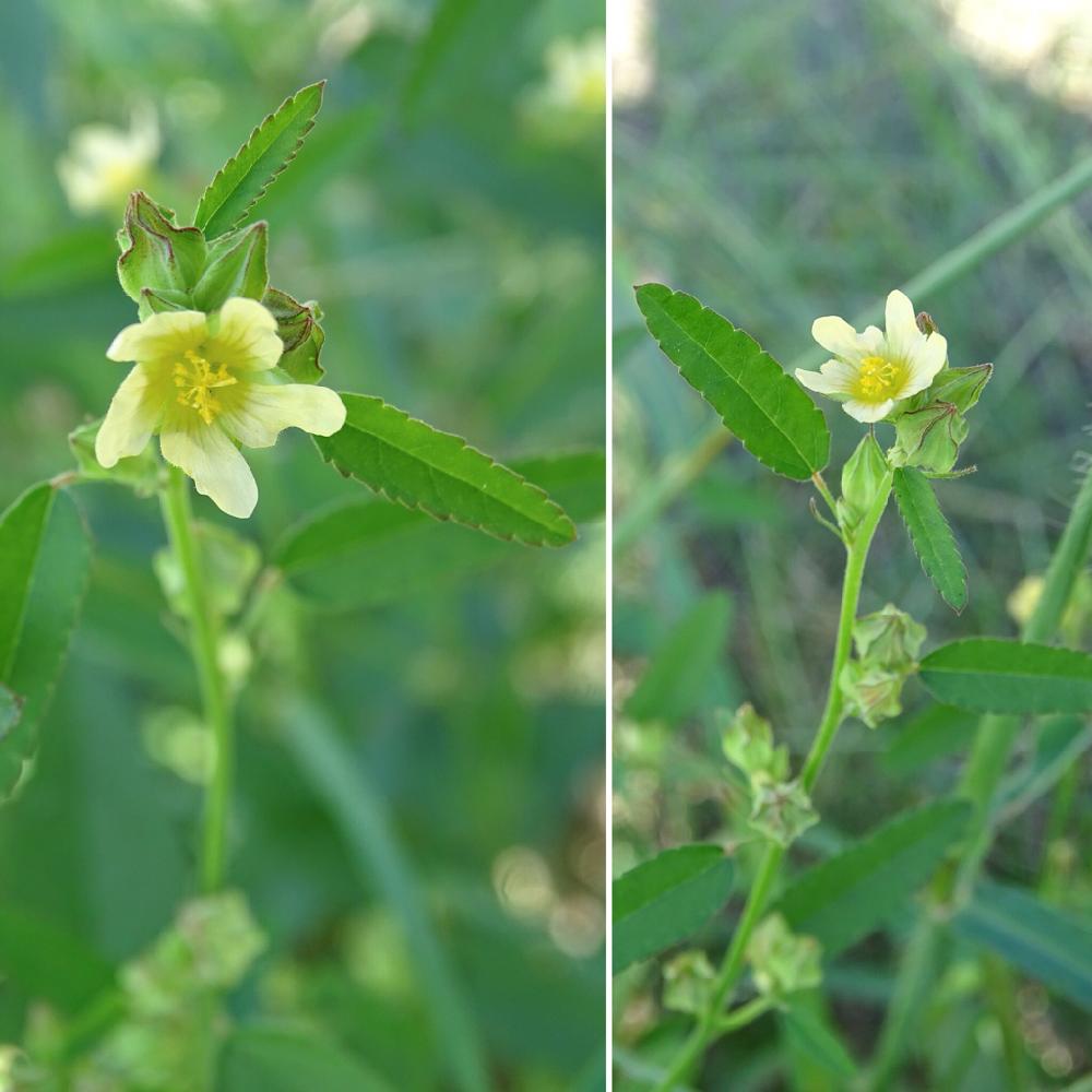 アメリカキンゴジカの投稿画像 By Himeuzuさん アオイ科と野草と山野草とキンゴジカ属と9月と植中毒と黄色い花と黄色の花ときいろいお花と花 のある暮らしとお出かけ先とアオイ科と野草と山野草とキンゴジカ属と9月と植中毒と黄色い花と黄色の花ときいろいお花と花のある