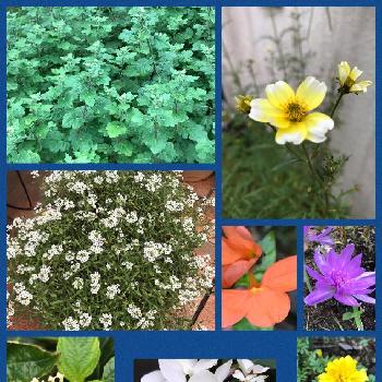直播き種の画像 by TORATORAさん | 小さな庭と開花と開花中と植え替えとつぼみと植えっぱなしと花のある暮らしと直播き種