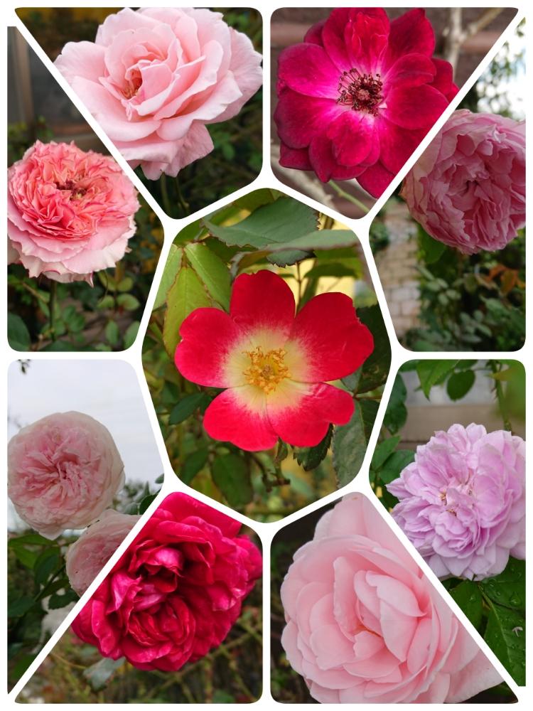 小さな庭の画像 by ＹＵＭＩＫＯさん | 小さな庭とスマホ撮影と大好き❣️と薔薇愛同盟と2018  Yumiko's garden薔薇と花が好き❤と薔薇に魅せられてとエンドレス剪定ときれいと植中毒と薔薇が好き❤と鉢植えと花のある暮らしと薔薇♪とかわいいな♡と地植え